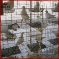 Galvanizado Q235 Farm Used Pigeon Cage